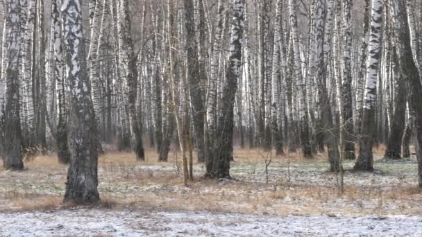 Kilátás Nyírfa Ligetre Télen Karcsú Fehér Fák — Stock videók