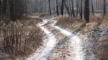 Kışın huş ağacının manzarası. İnce beyaz ağaçlar