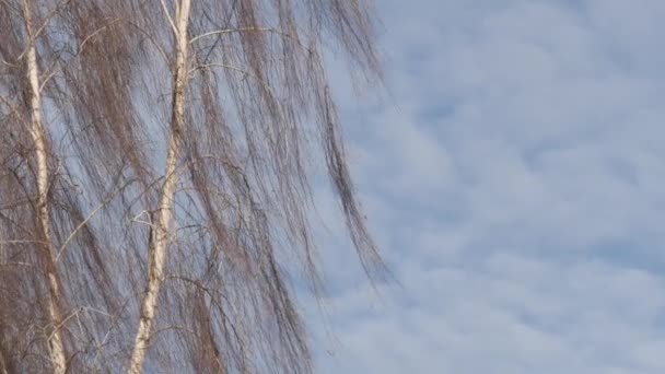 Panorama Břízového Háje Zimě Štíhlé Bílé Stromy — Stock video