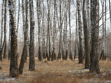 Kışın huş ağacının manzarası. İnce beyaz ağaçlar