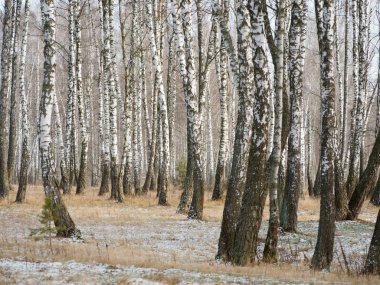 Kışın huş ağacının manzarası. İnce beyaz ağaçlar