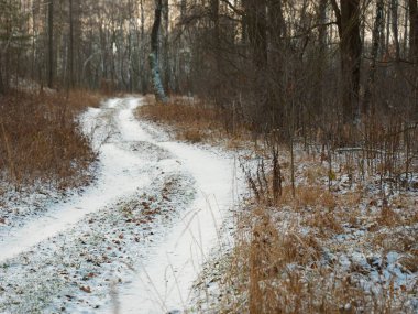 İlk kar. Kış ormanı karlı beyaz yol