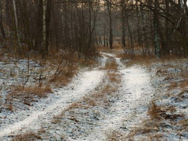 İlk kar. Kış ormanı karlı beyaz yol