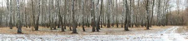 Panorama de un abedul en invierno. árboles blancos delgados — Foto de Stock