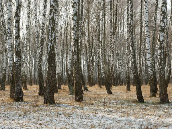 Панорама березового гаю взимку. стрункі білі дерева — стокове фото