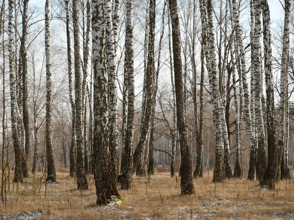 Panorama brzozowego gaju w zimie. smukłe białe drzewa — Zdjęcie stockowe