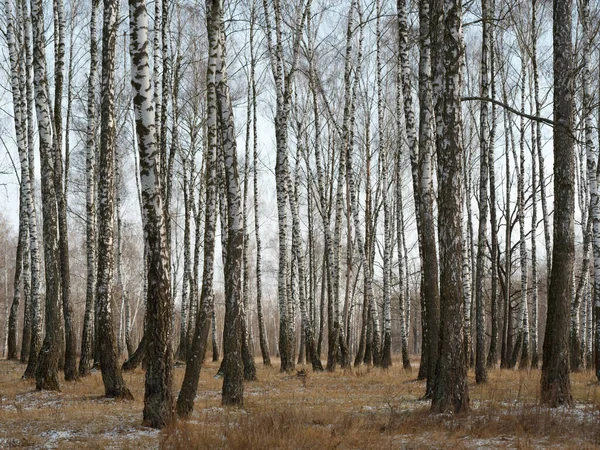 Panorama of a birch grove in winter. slender white trees — Stock Photo, Image