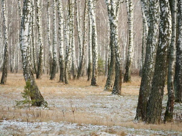 Panorama eines Birkenhains im Winter. schlanke weiße Bäume — Stockfoto