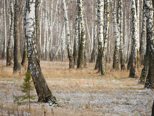 Panorama eines Birkenhains im Winter. schlanke weiße Bäume — Stockfoto