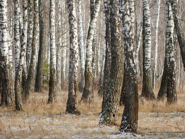 Panorama brzozowego gaju w zimie. smukłe białe drzewa — Zdjęcie stockowe