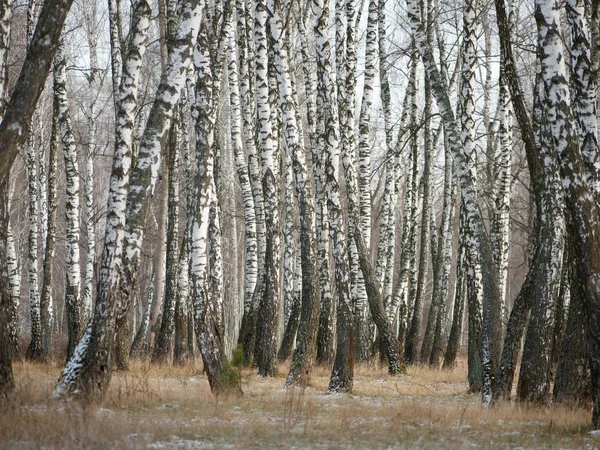 Panorama of a birch grove in winter. slender white trees — Stock Photo, Image
