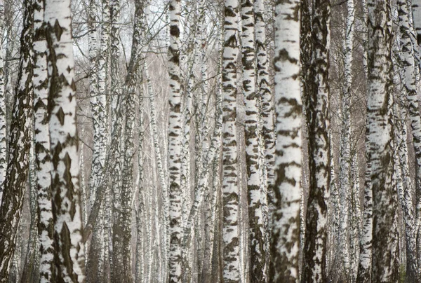 Панорама березового гаю взимку. стрункі білі дерева — стокове фото