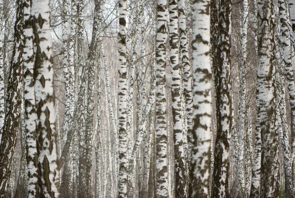 Panorama of a birch grove in winter. slender white trees — Stock Photo, Image