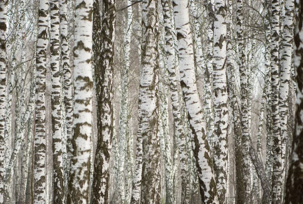 Panorama van een berkenbos in de winter. slanke witte bomen — Stockfoto