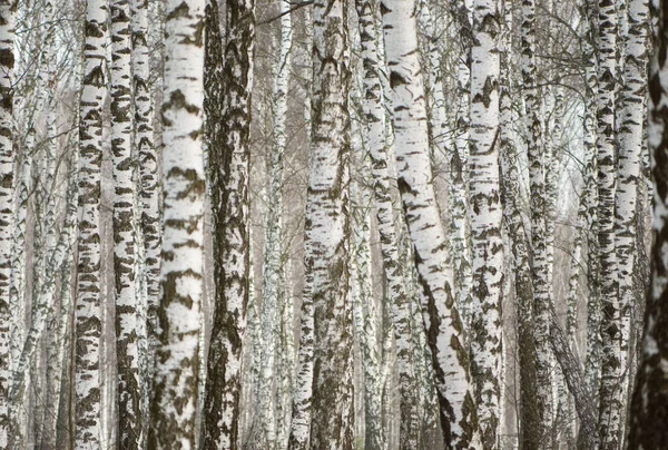 Panorama de un abedul en invierno. árboles blancos delgados —  Fotos de Stock