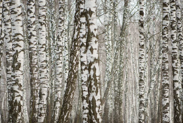 Panorama d'une boucherie en hiver. arbres blancs minces — Photo