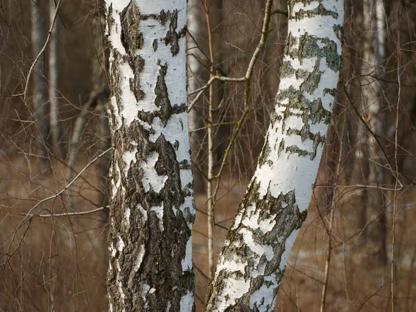 Panorama di un boschetto di betulla in inverno. alberi bianchi sottili — Foto Stock