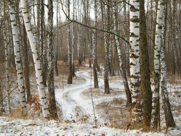 Первый снег. зимний лес снежная белая дорога — стоковое фото