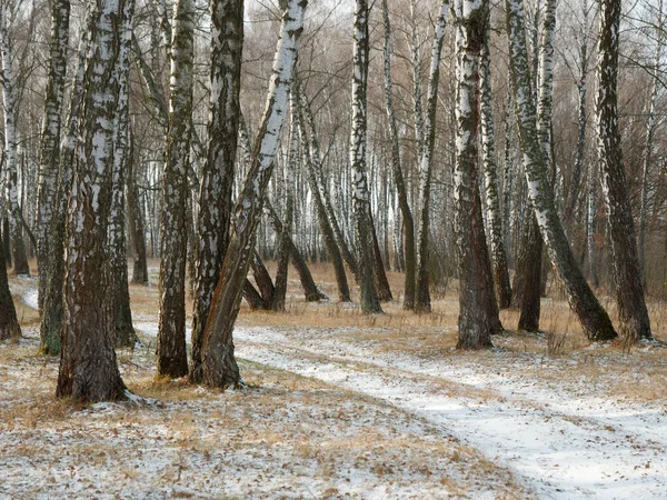 First snow. winter forest snowy white road — Stock Photo, Image