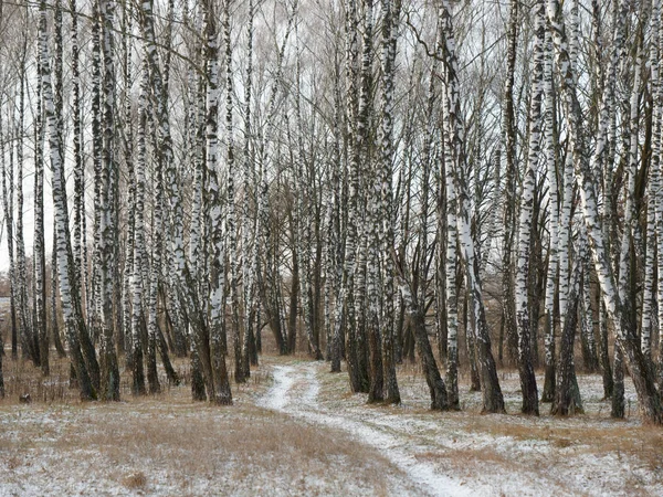 Перший сніг. зимовий ліс засніжена біла дорога — стокове фото