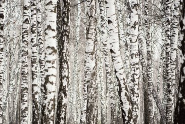 Kışın huş ağacının manzarası. İnce beyaz ağaçlar