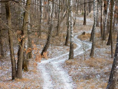 İlk kar. Kış ormanı karlı beyaz yol