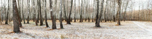 Panorama de un abedul en invierno. árboles blancos delgados — Foto de Stock