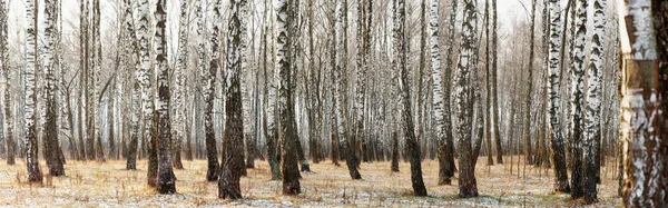 Πανόραμα ενός δάσους σημύδας το χειμώνα. λεπτά λευκά δέντρα — Φωτογραφία Αρχείου