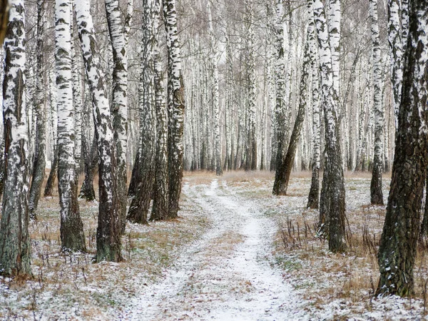 Панорама березовой рощи зимой. тонкие белые деревья — стоковое фото