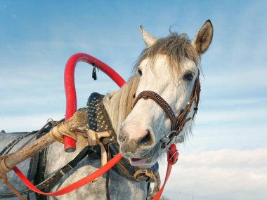 gri at koşum takımı içinde Kışın açık havada kapatın