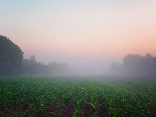 Niebla al amanecer sobre un campo de tierras de cultivo — Foto de Stock