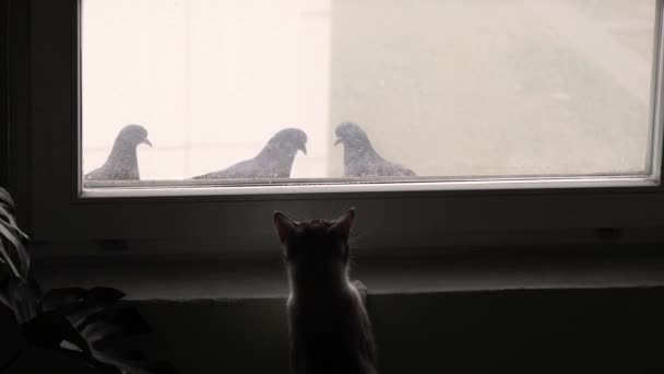 Γάτα Κυνηγάει Πουλιά Έξω Από Παράθυρο Ενός Σπιτιού — Αρχείο Βίντεο
