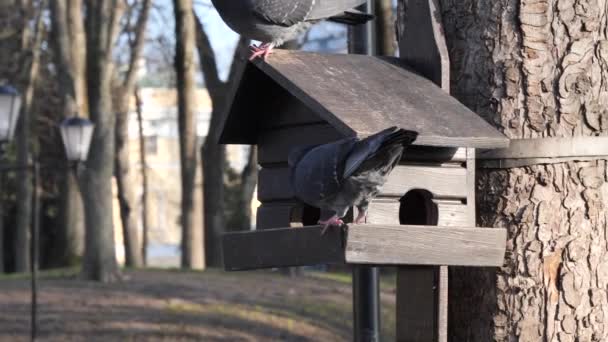 Les Pigeons Urbains Sont Mangés Dans Une Mangeoire Hiver — Video