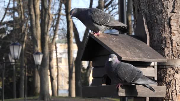 城市的鸽子在冬天是靠喂食器吃的 — 图库视频影像