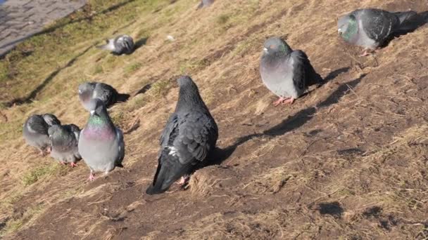 Les Pigeons Urbains Prélassent Soleil Bord Eau — Video