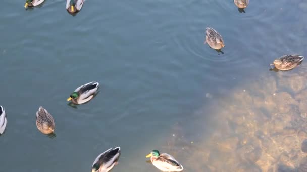 野鸭在水里游泳和吃饭 — 图库视频影像