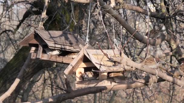 Sperlinge Und Fressen Winter Vom Futterhäuschen — Stockvideo