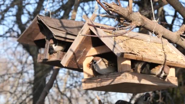 Sparrows Eat Feeder Winter — Stock Video
