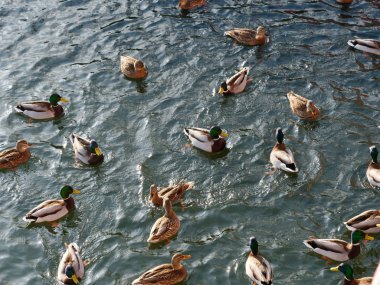 Vahşi ördekler suda yüzer ve yemek yerler.
