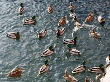 Vahşi ördekler suda yüzer ve yemek yerler.