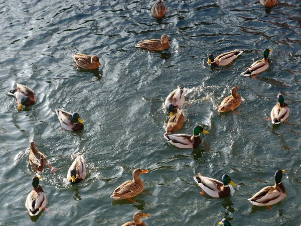 Wild ducks swim and eat on the water — Stock Photo, Image