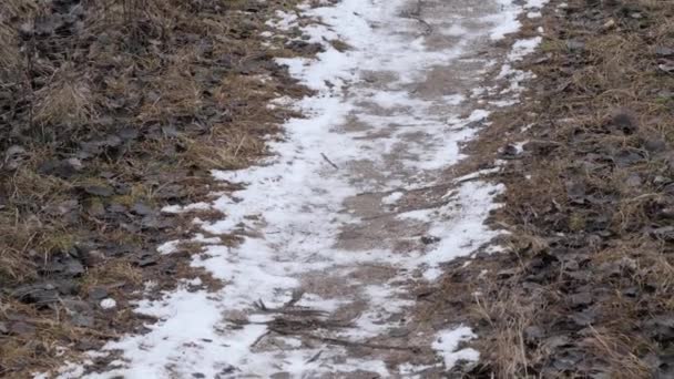 Besneeuwde weg tussen de donkere struiken van het bos — Stockvideo