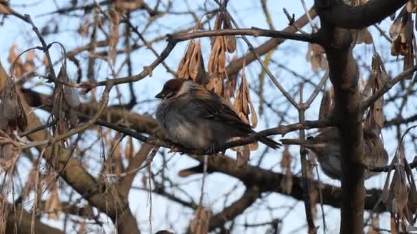 Vrabci Sedí Větvi Stromu — Stock video