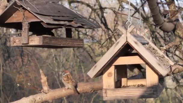 Viele Vögel Fressen Einem Baumfutterhäuschen — Stockvideo