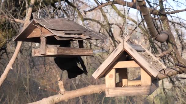 Πολλά Πτηνά Τρέφονται Έναν Τροφοδότη Δέντρων — Αρχείο Βίντεο