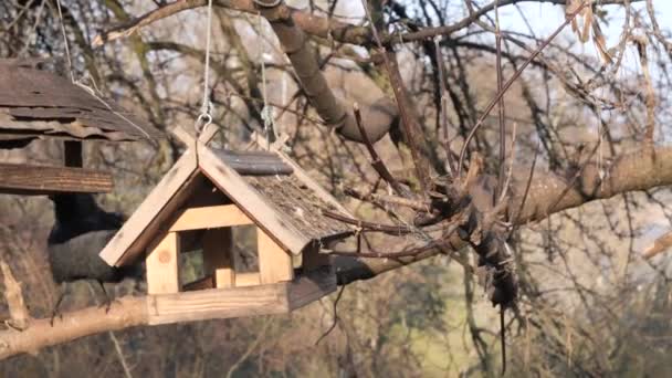 Muchas Aves Alimentan Comedero Árboles — Vídeos de Stock