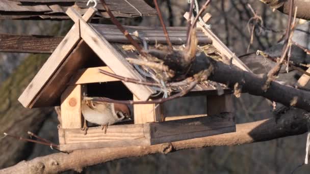 Muchas Aves Alimentan Comedero Árboles — Vídeos de Stock