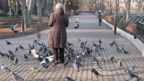Άνθρωπος Ταΐζει Περιστέρια Πουλιά Και Βυζιά Χέρια — Αρχείο Βίντεο