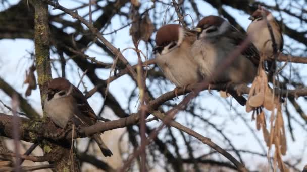 Passeri Sono Seduti Ramo Albero — Video Stock