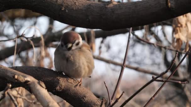 Sparrows Sitting Tree Branch — 비디오